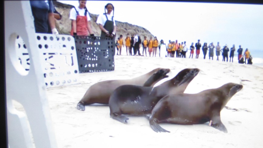 Three Seals Released